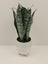Plantă artificială Sansevieria în ghiveci ceramic, 31 cm, pentru interior și exterior