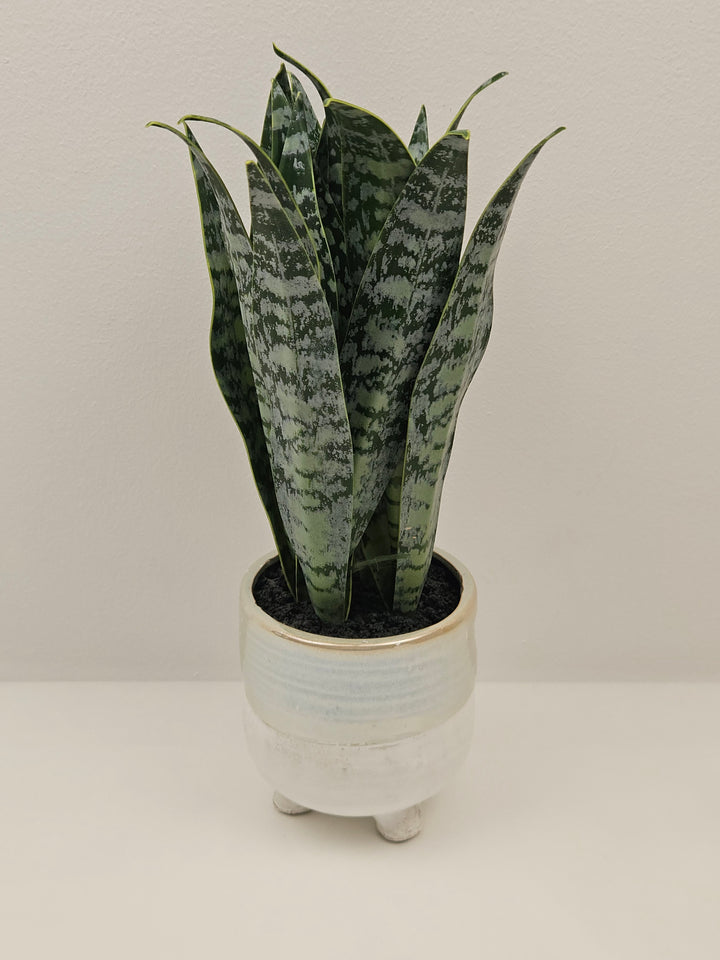 Plantă artificială Sansevieria în ghiveci ceramic, 31 cm, pentru interior și exterior