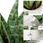 Plantă artificială Sansevieria în ghiveci ceramic, 31 cm, pentru interior și exterior