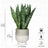 Plantă artificială Sansevieria în ghiveci ceramic, 31 cm, pentru interior și exterior