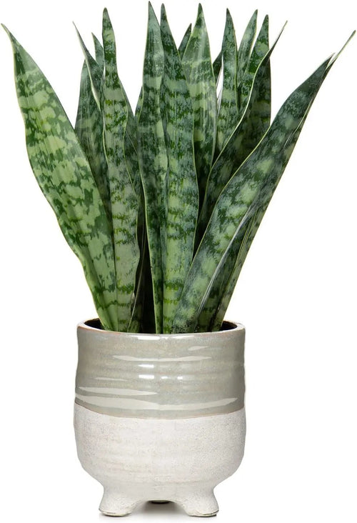 Plantă artificială Sansevieria în ghiveci ceramic, 31 cm, pentru interior și exterior