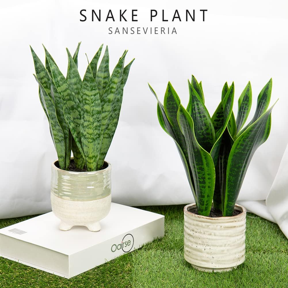 Plantă artificială Sansevieria în ghiveci ceramic, 31 cm, pentru interior și exterior