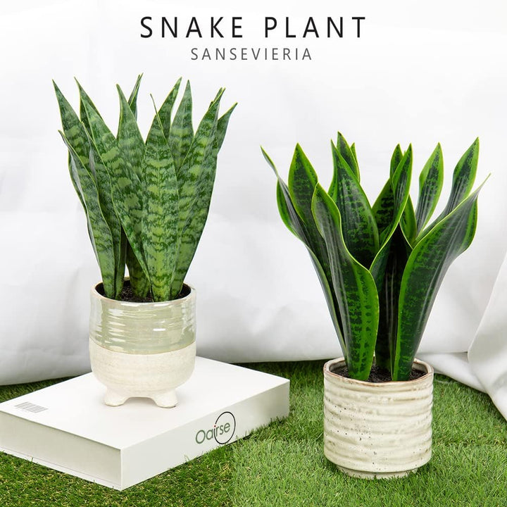 Plantă artificială Sansevieria în ghiveci ceramic, 31 cm, pentru interior și exterior
