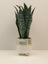 Plantă artificială Sansevieria în ghiveci ceramic, 31 cm, pentru interior și exterior
