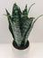 Plantă artificială Sansevieria în ghiveci ceramic, 31 cm, pentru interior și exterior