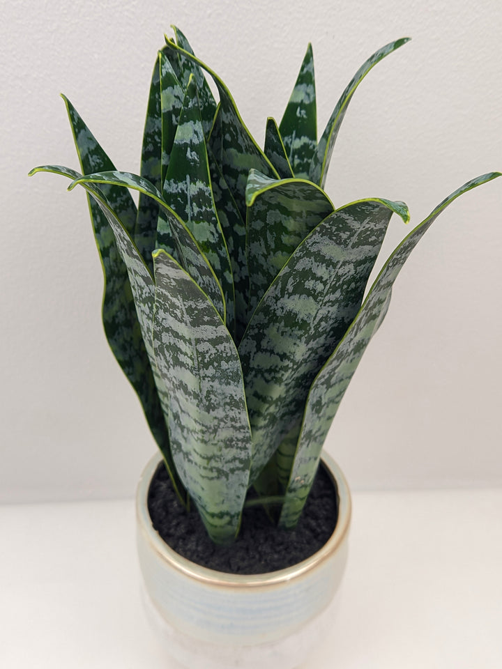 Plantă artificială Sansevieria în ghiveci ceramic, 31 cm, pentru interior și exterior